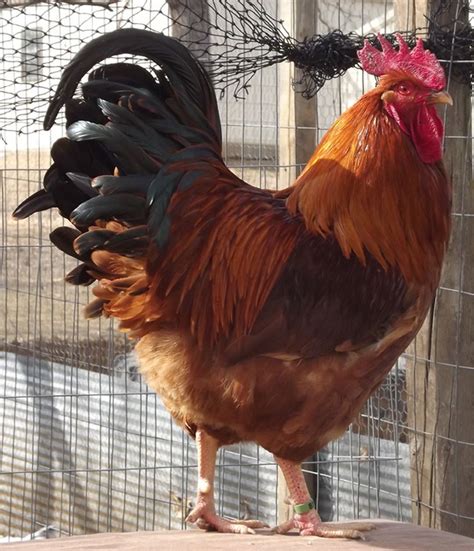 Chicken Breed Focus New Hampshire