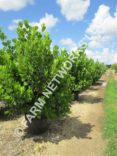 Clusia Hedge Hedge Plants Nursery We Deliver786 255 2832