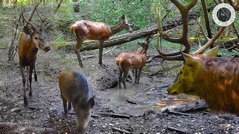 Une souille pendant le brame 3 Piège photo YouTube