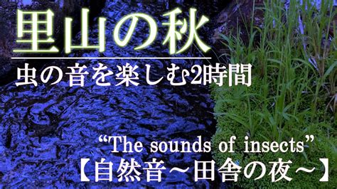 秋の虫の音を楽しむ2時間里山の小川のそばで鈴虫やコオロギなどの秋の虫が奏でる重奏に耳を澄ます【睡眠癒し作業用asmr】 The