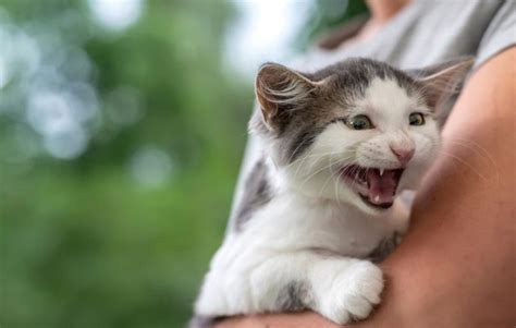 7 Reasons Your Cat Is Yowling All the Time - Cats.com