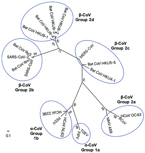 Phylogenetic Tree Of Cov Nsp1 Unrooted Maximum Likelihood Phylogeny Of Download Scientific