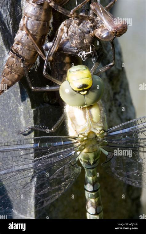 Emperor dragonfly and larvae case Stock Photo - Alamy