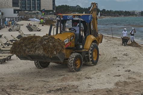 La Saison Des Sargasses Est Pr Coce Sur Les Plages Des Cara Bes Mexicaines