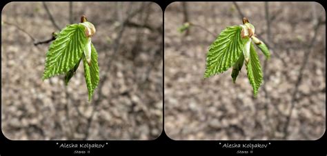 Stereoview Stereoscopic Tree Leaves Photography Pictures Graphing