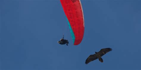 Nidification Du Gypa Te Barbu Dans Le Cirque Darchiane Nattendons