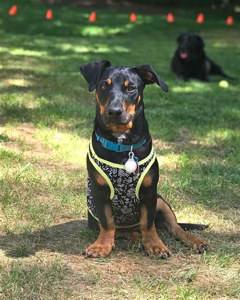 Basset Hound Doberman Mix