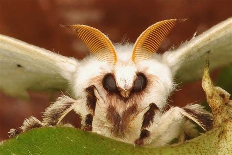 Fluffy Moth Cute Moth Moth Poodle Moth