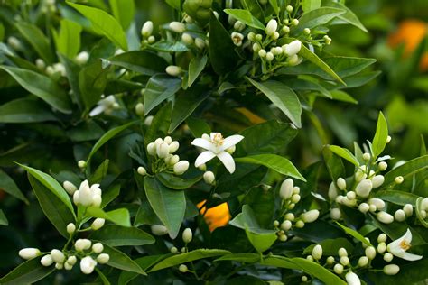 Neroli – Aqua Oleum