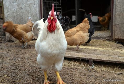 Chicken Behavior in a Backyard Flock - Timber Creek Farm