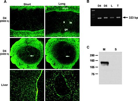 Evidence For Heterodimeric Association Of Leukemia Inhibitory Factor