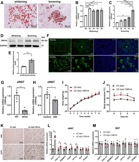 Trpv4 In Adipose Tissue Ameliorates Diet Induced Obesity By Promoting