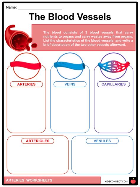 Arteries Worksheets Types Arteries And Veins Common Disorders