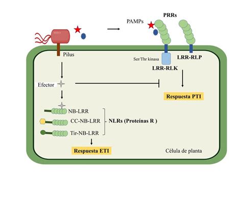 V As De Activaci N Del Sistema Inmune De Plantas Ante El Ataque De