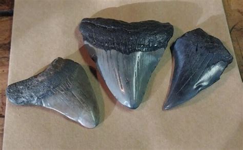 3 Fossil Megalodon era shark teeth in the 1 and 1/2 to 2 inch range ...