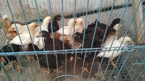 Anak Ayam Kampung Umur 1 Bulan Siap Jual Dunia Peternakan