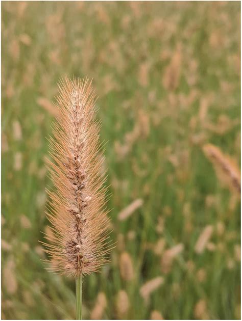 Foxtail Grass Identification