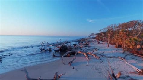 Driftwood Beach Jekyll Island Directions Maps Photos Driftwood