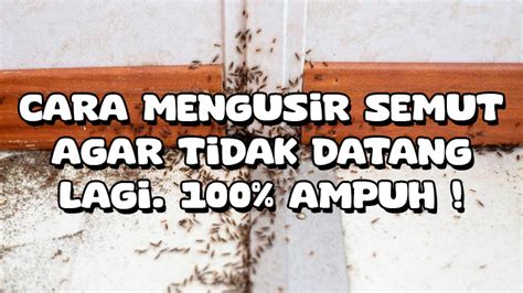 Cara Mengusir Semut Agar Tidak Datang Lagi 100 Ampuh