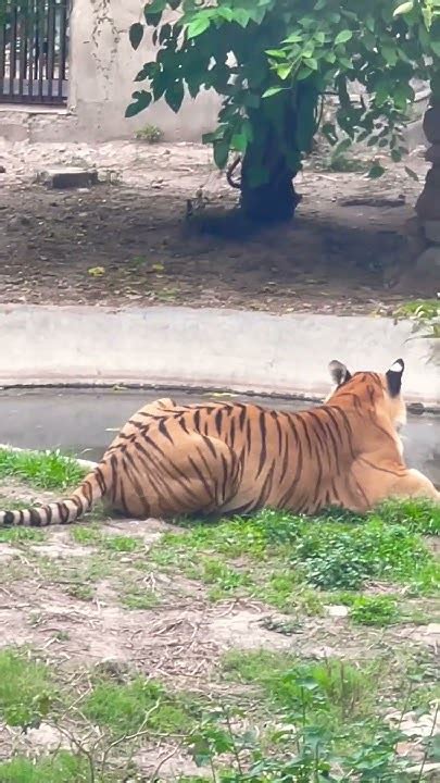 Royal Bengal Tiger🐅😱cute Shortvideo Youtubeshorts Animal Shorts