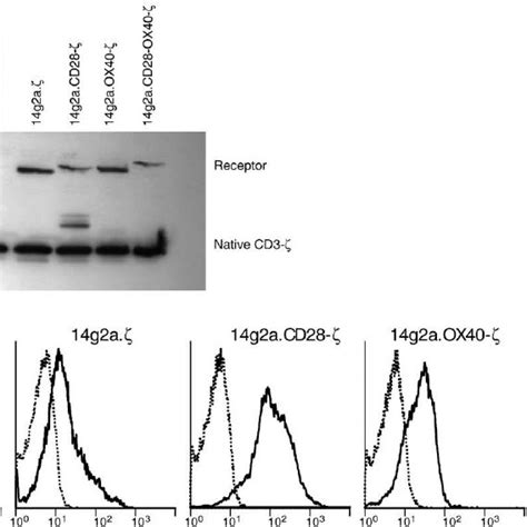 Expression Of Chimeric Receptors In T Cells A Jurkat T Cells Were