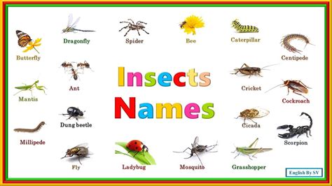 Learn Name Of Insects Insects Names In English List Of Insects