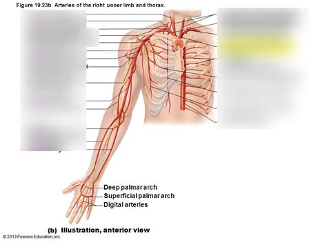 Arteries Of Right Arm And Thorax Diagram Quizlet