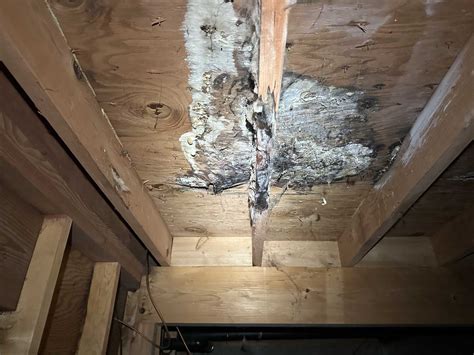 Crawl Space Mold Remediation Seattle, WA Area