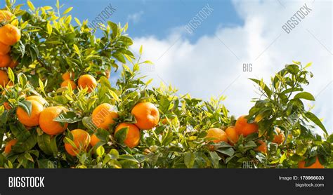 Ripe Oranges Orange Image And Photo Free Trial Bigstock