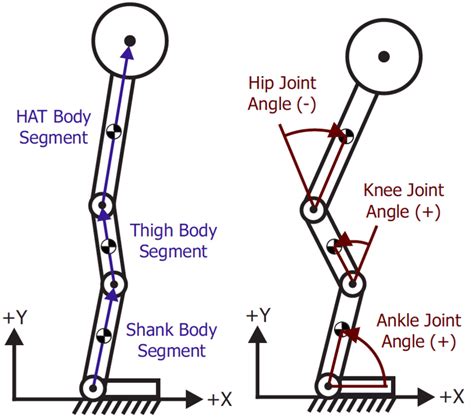 D Human Biomechanical Model Including Hip Knee And Ankle Joints And