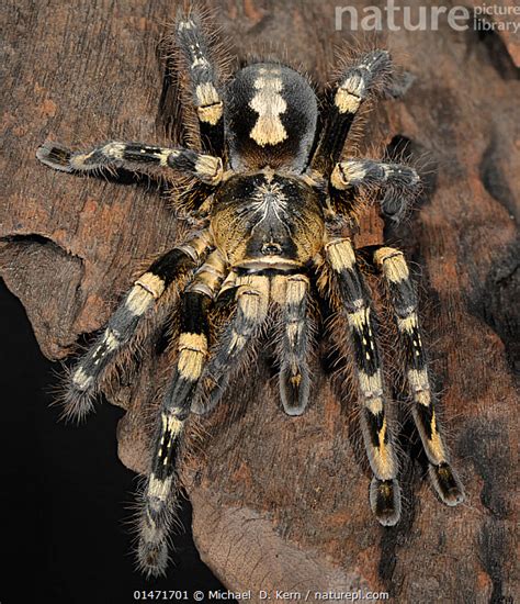 Poecilotheria Subfusca