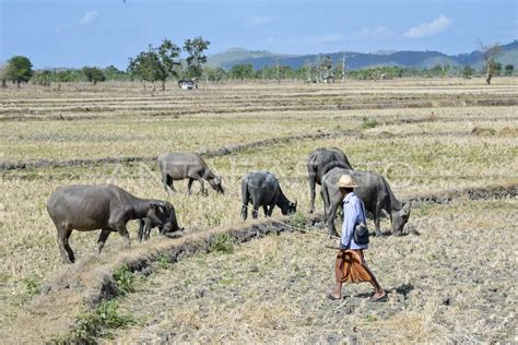 Lahan Pertanian Seluas Ribu Hektare Terdampak Kekeringan Di Ntb