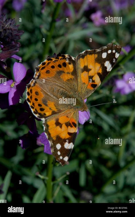 Painted Lady Butterfly Cynthia Cardui West Sussex England Uk Stock