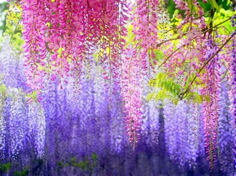 Wisteria vine for the patio landscape – a magnificent swirl of bright ...
