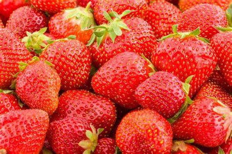 Fragaria X Ananassa Seascape Everbearing Strawberry