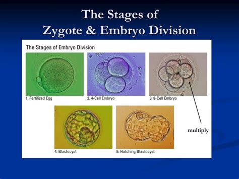 Stages Of Zygote Development