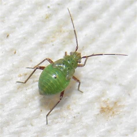 Lygus Nymph BugGuide Net