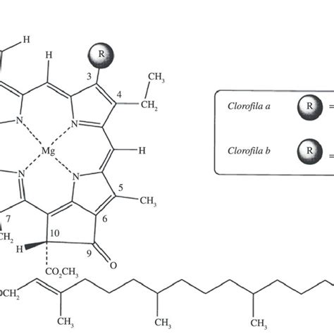 Estrutura Química Da Clorofila [37] Download Scientific Diagram