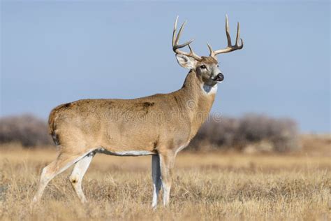 Colorado Wildlife Wild Deer On The High Plains Of Colorado White