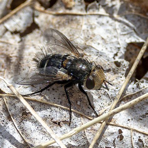 Gonia Picea From Rockland County Ny Usa On April At Am