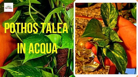 Pothos Talea In Acqua Semplice Metodo INFALLIBILE Per Moltiplicare