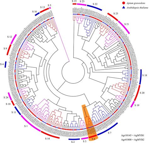 Phylogenetic Tree Of Myb Transcription Factors From Celery And