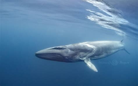 Le Rorqual Commun Physale The Lost Cetacean