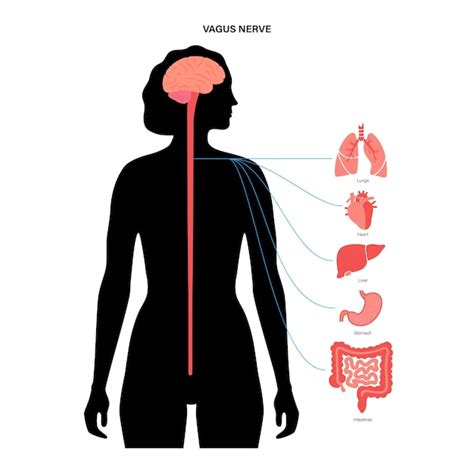 Premium Vector | Vagus nerve diagram