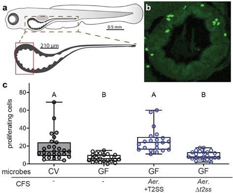 The T Ss Of A Veronii Is Required For Secretion Of A Pro Proliferative