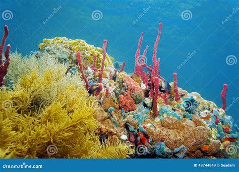 Reef Underwater With Colorful Sea Sponge And Coral Stock Image Image