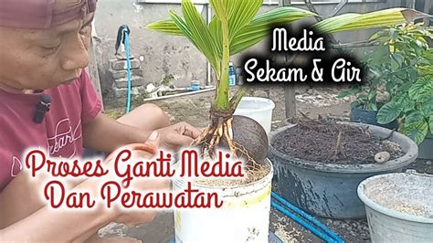 PROSES GANTI MEDIA PERAWATAN BONSAI KELAPA DENGAN SEKAM DAN AIR