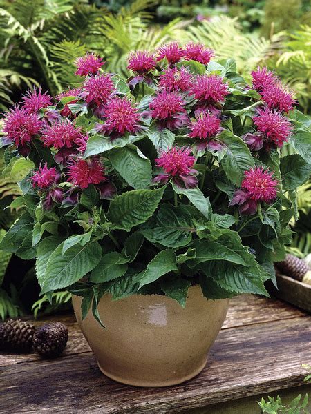 Product Viewer Monarda Pink Supreme