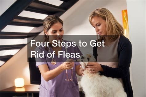 Four Steps to Get Rid of Fleas - Fleas Removal Pet Training Blog