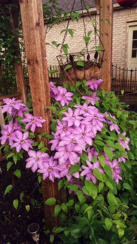 Purple Clematis Climbing Flower Vine Trellis Garden Climbing Flowers